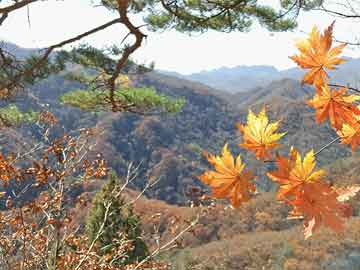 哈佳鐵路最新動(dòng)態(tài)與昆侖雪菊價(jià)格圖片全面解析